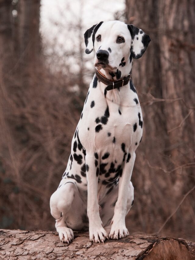 Dalmatian