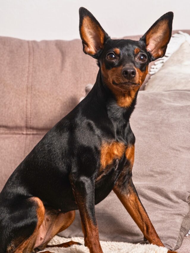 Dog Breeds With Big Ears