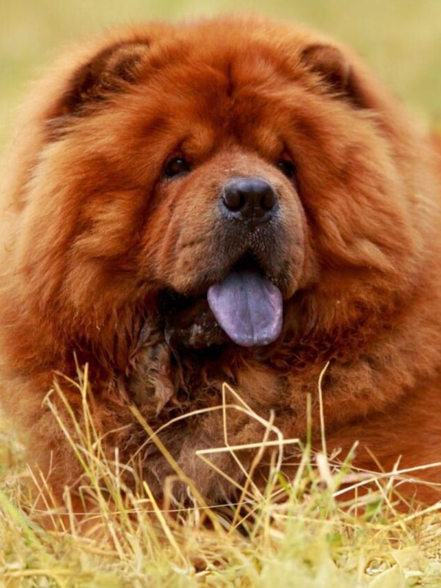 Dog Breeds With Blue Tongues