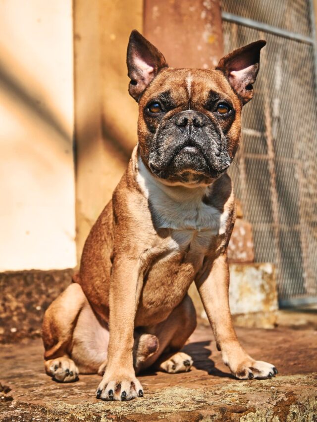 Dog Breeds With Pointy Ears