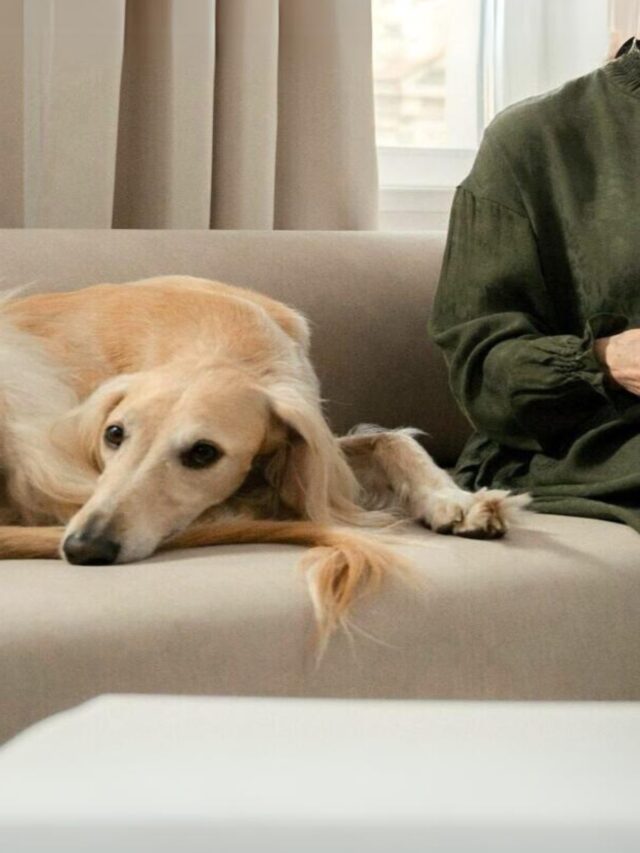 Dog Breeds for Introverts