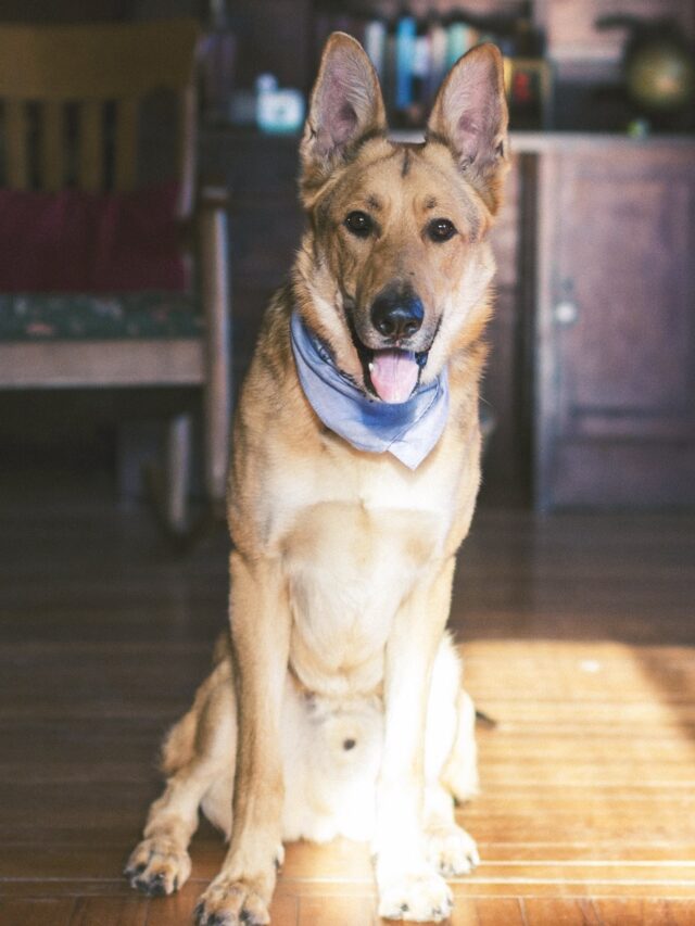 Dog Breeds that Will Guard You With Their Life
