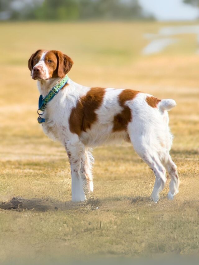 Dog Breeds with Short Tails