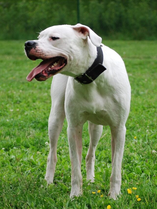 Dogo Argentino