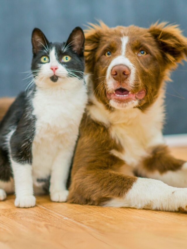 Dogs That Are Good With Cats