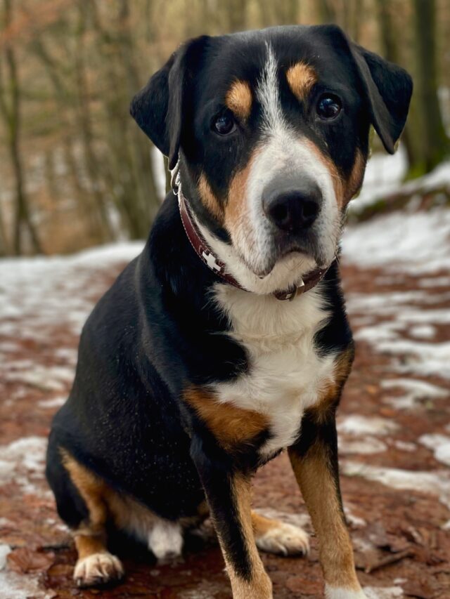 Entlebucher Mountain Dog