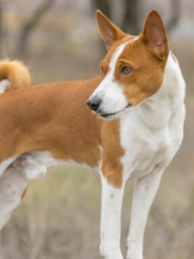 Exotic Dog Breeds
