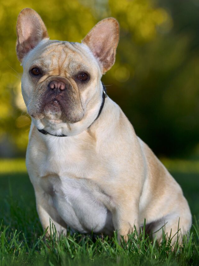 French Bulldog