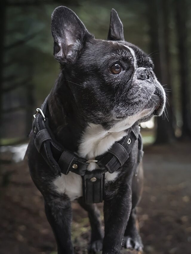 French Bulldog