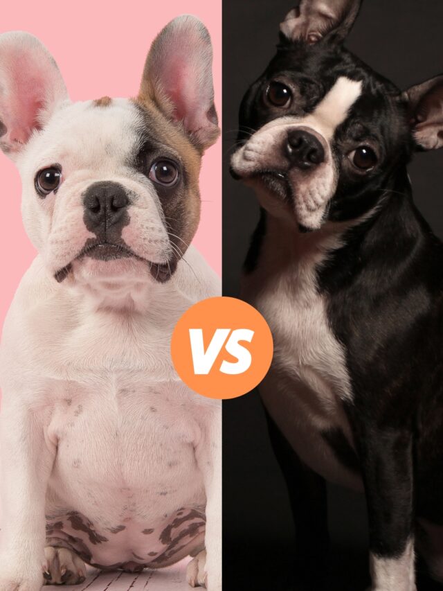 French Bulldogs vs Boston Terriers