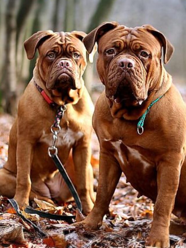 French Mastiff