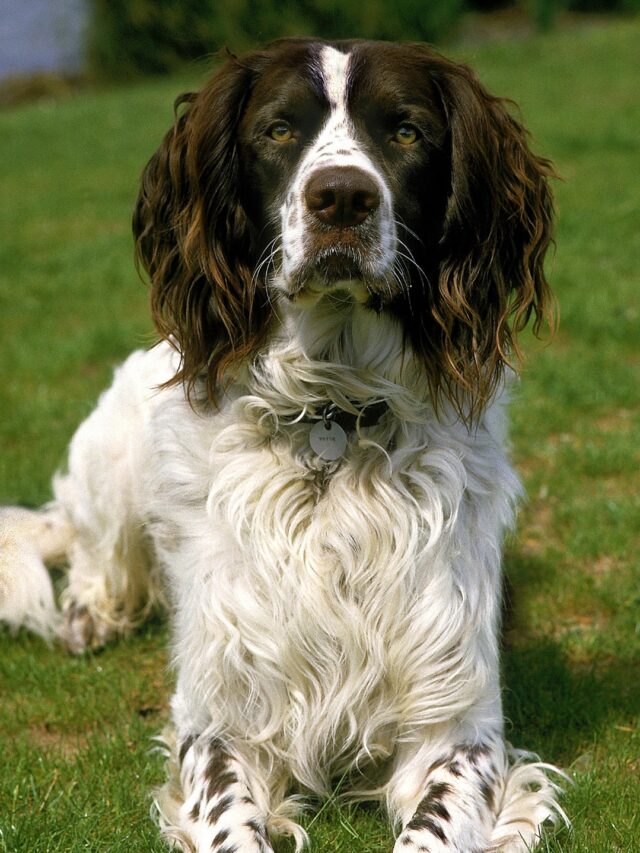 French Spaniel
