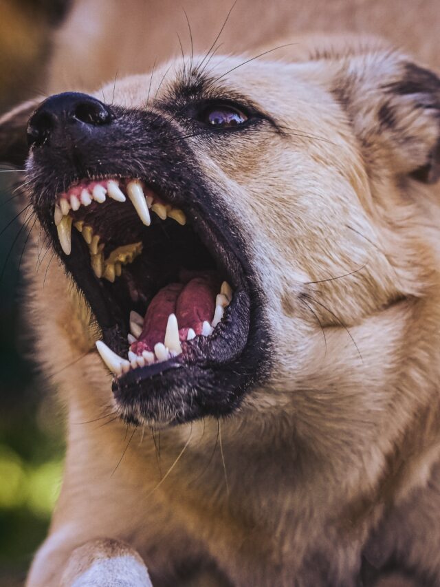 Kangal