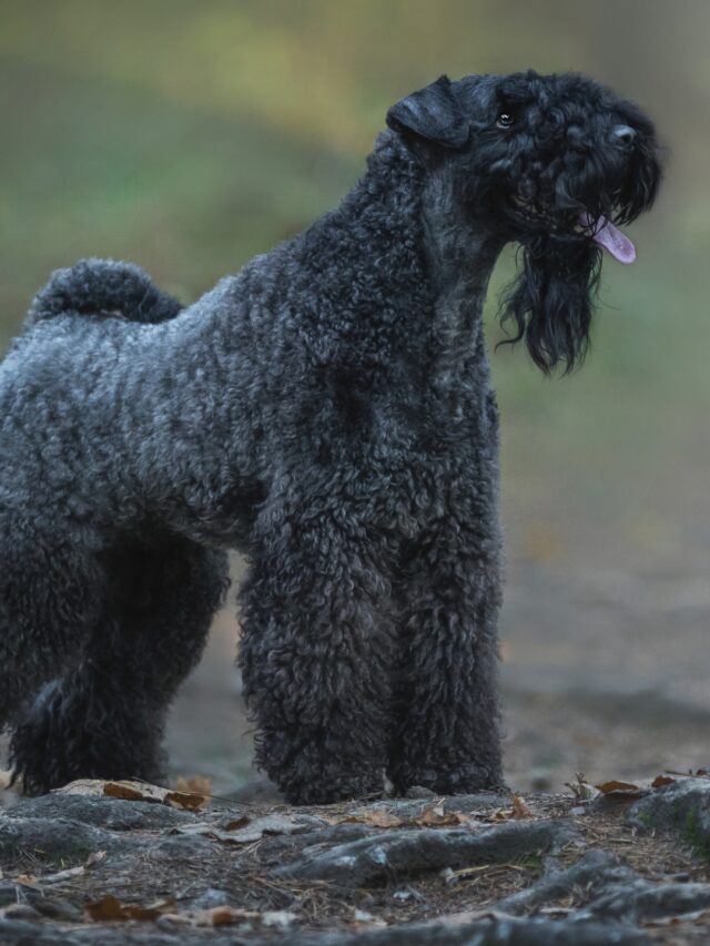 Kerry Blue Terrier