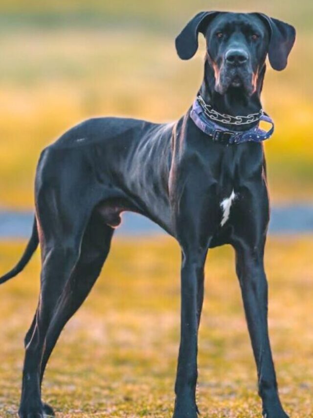 Long-Legged Dog Breeds