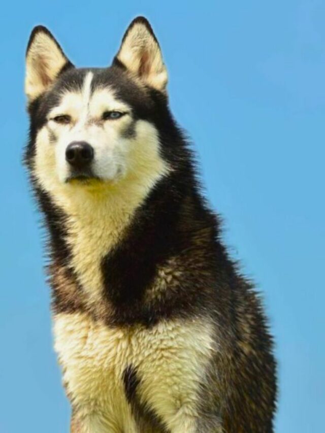 Longest Living Large Dog Breeds