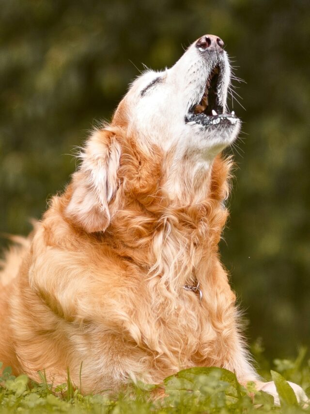 Loudest Dog Breeds