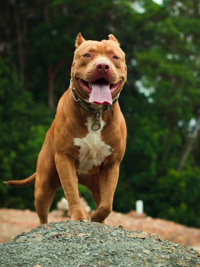 Loyal and Intelligent Companions