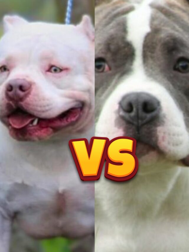 Micro Bully vs Pocket Bully