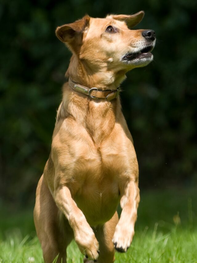 Most Alert Dog Breeds