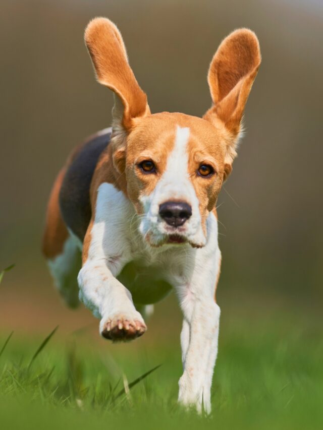 Most Courageous Dog Breeds