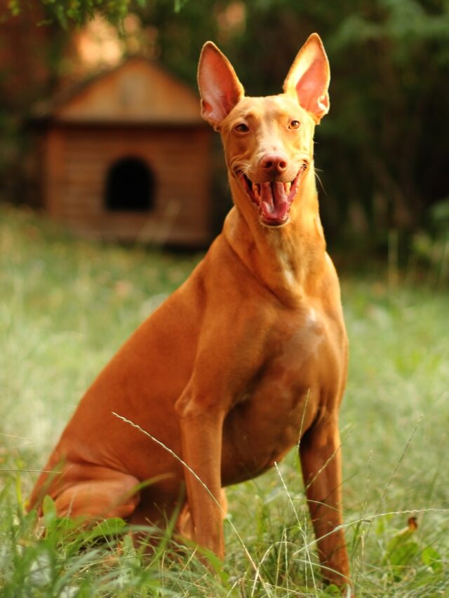 Most Expensive Dog Breeds