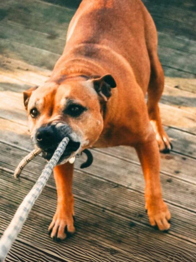 Most Stubborn Dog Breed