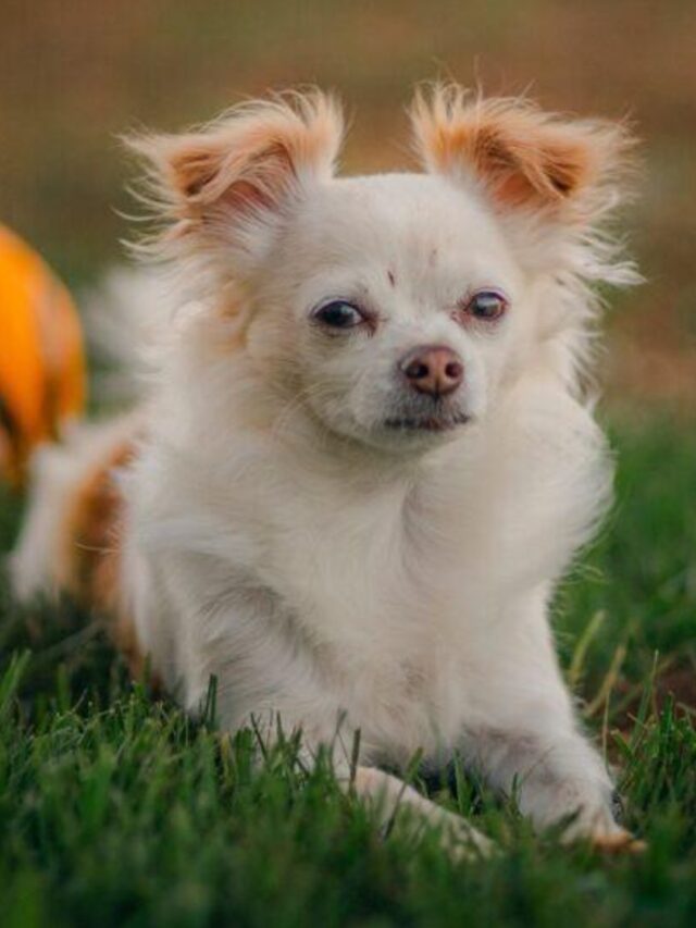 Most Vocal Dog Breeds