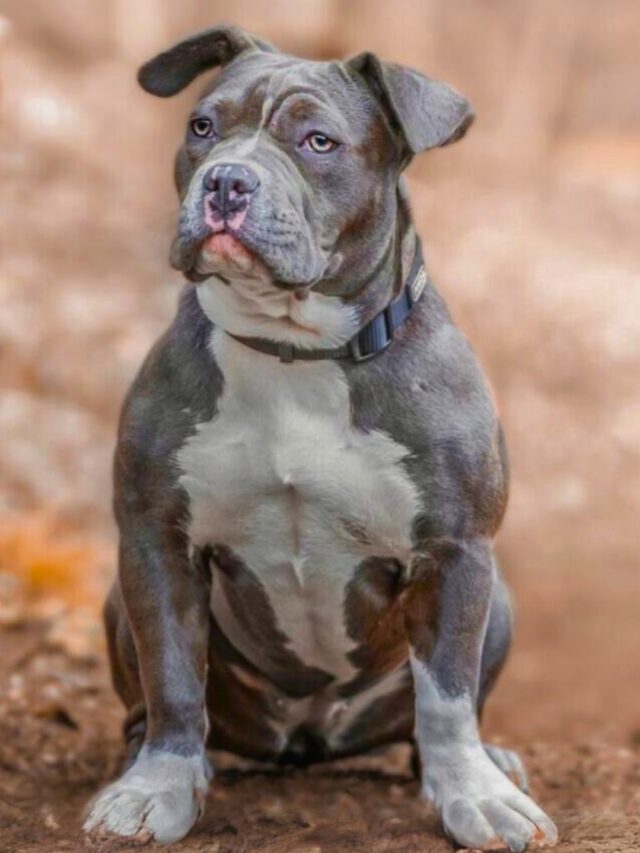 Muscular Dog Breeds