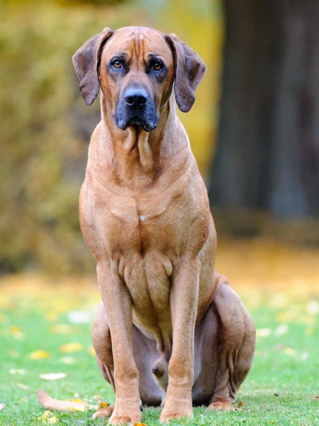 Rhodesian Ridgeback