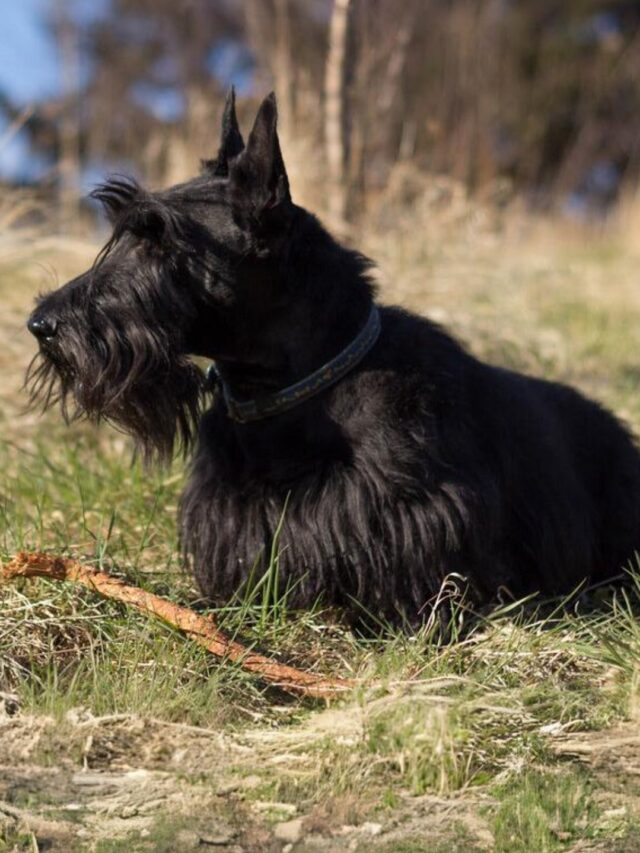 Scottish Terrier