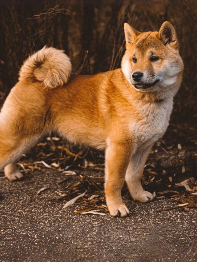 Shiba Inu