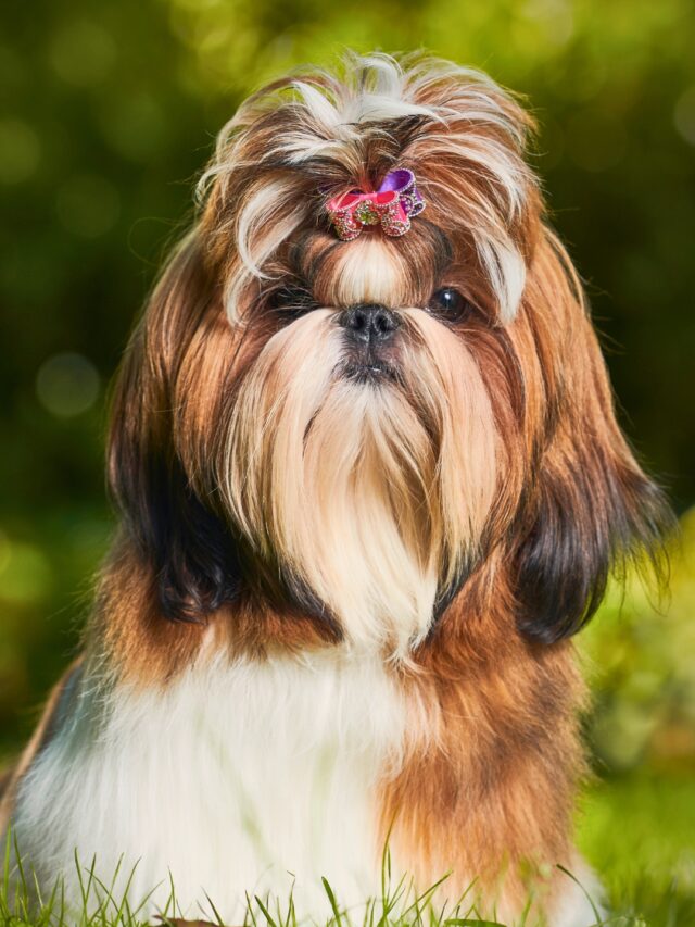Shih Tzu