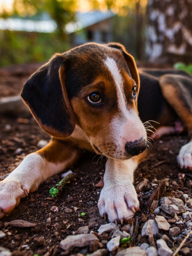 Shy Dog Breeds
