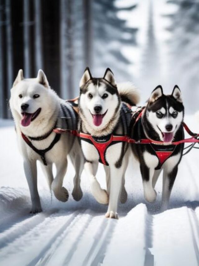 Sled Dog Breeds