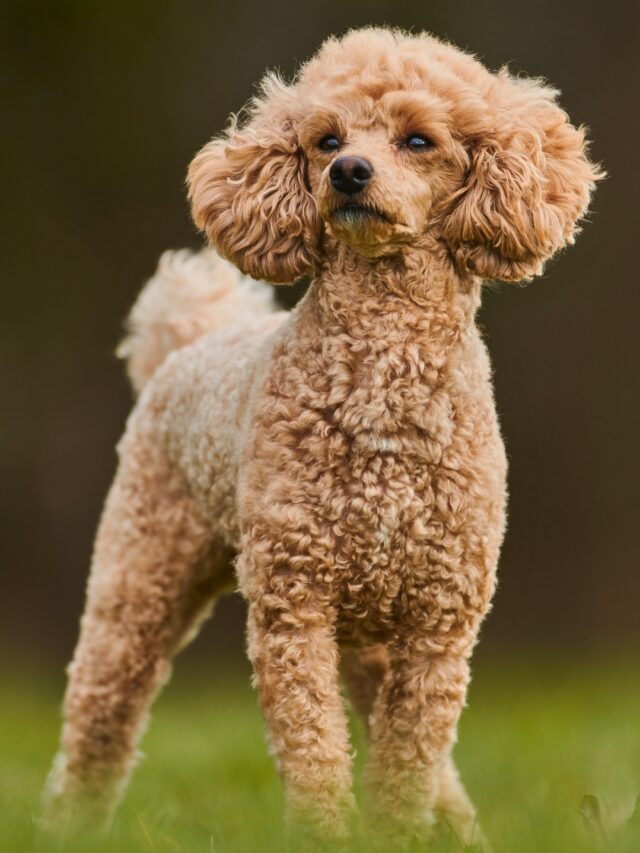 Small Dog Breeds with Long Hair