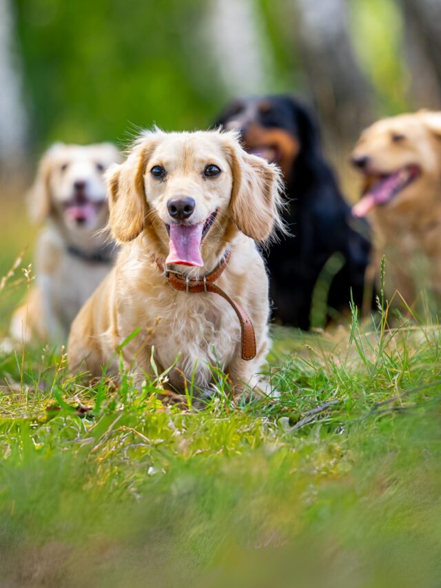 Small Dog Breeds