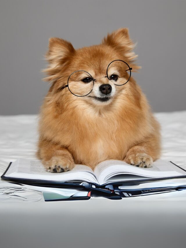 Smartest Dog Breeds