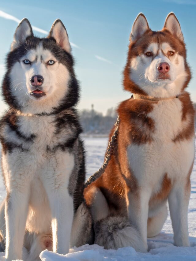 Snow Dog Breeds