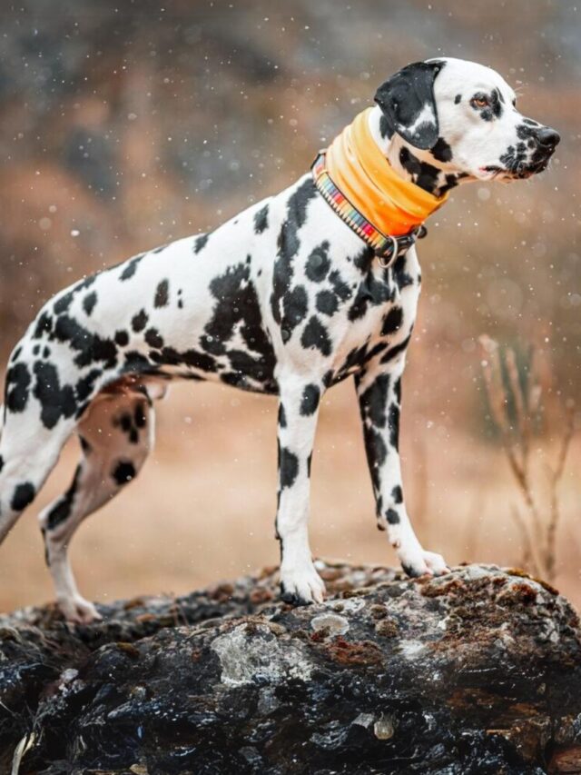Spotted Dog Breeds