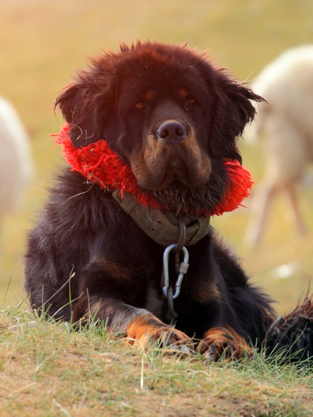 Tibetan Mastiff