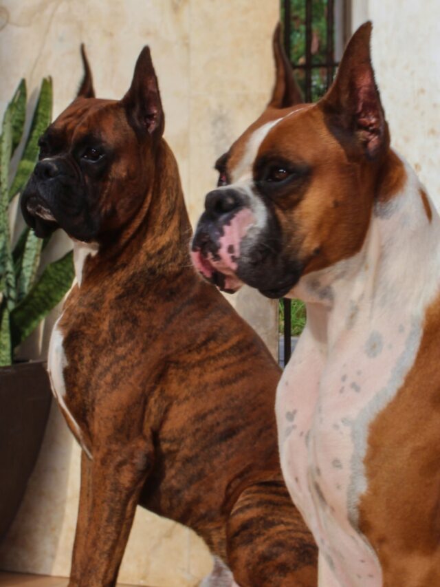 Types Of Boxers