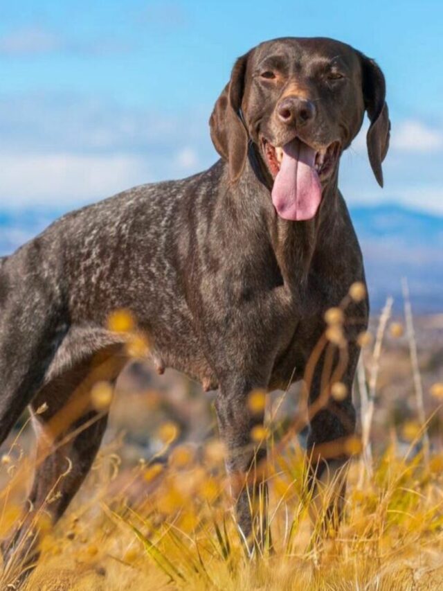 Types of Pointer Dog Breeds