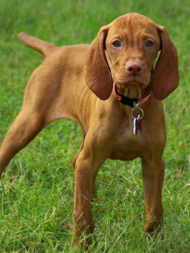 Vizsla