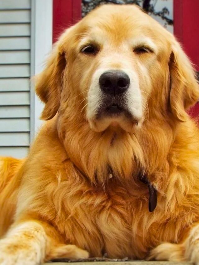 cropped-Worst-Guard-Dog-Breeds.jpg