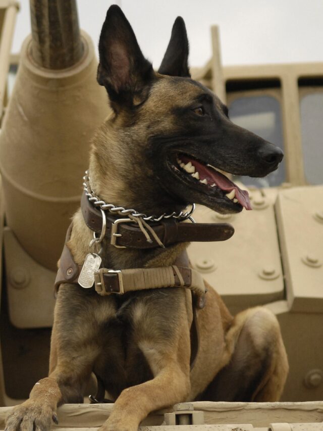 army dog breeds