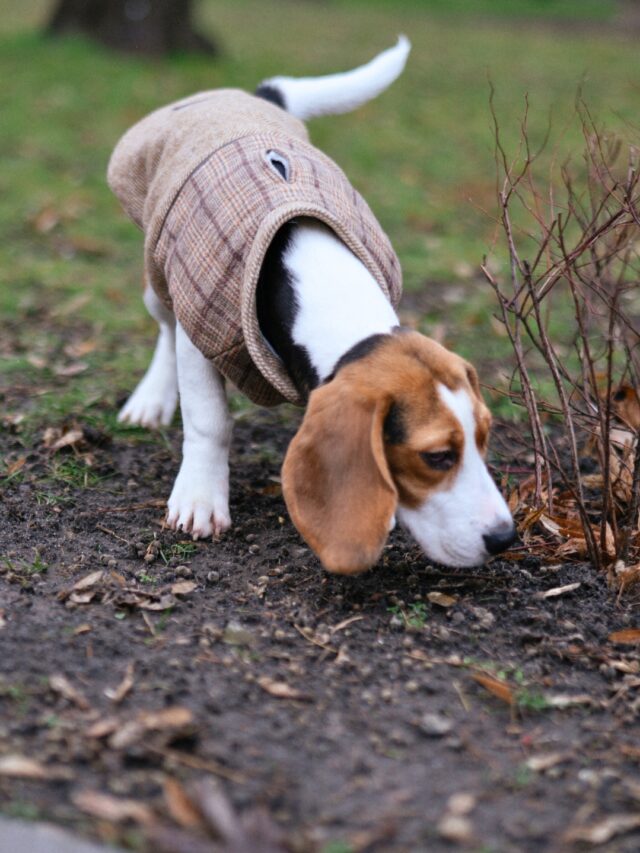 beagle